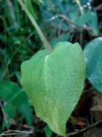 Huttonaea pulchra leaf