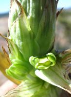 Pterygodium hallii floral beginnings