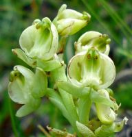 Pterygodium leucanthum flowers