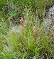 Satyrium longicauda var. jacottetianum in grassland
