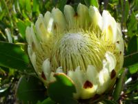 Protea obtusifolia, the white form