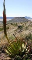 Aloe broomii in habitat