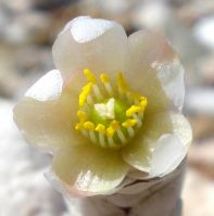 Anacampseros papyracea subsp. papyracea flower