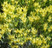 Leucadendron laureolum in winter flowering colour