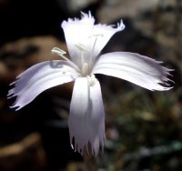 Dianthus bolusii flower