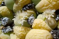 Gibbaeum heathii flowers and capsules