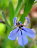 Lobelia anceps flower