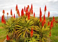 Aloe arborescens dealing with winter