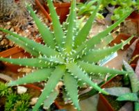 Aloe melanacantha young, white thorns