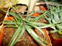 Aloe micracantha