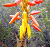 Aloe microstigma perianth colours