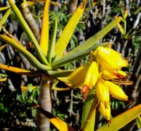 Aloidendron ramosissimum flowers