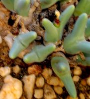 Conophytum bilobum subsp. bilobum