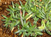 Gasteria bicolor var. liliputana leaves