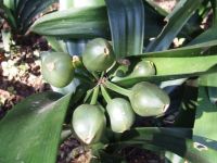 Clivia miniata bearing fruit