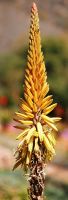 Aloe vanbalenii raceme