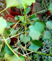 Pelargonium spinosum