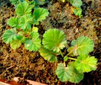 Pelargonium stipulaceum