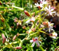 Pelargonium crithmifolium in flower