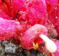 Hyobanche sanguinea close-up
