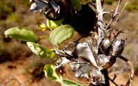 Dioscorea hemicrypta leaves and fruit remains