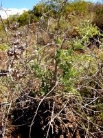 Dioscorea hemicrypta green and dry stems