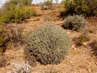 Euphorbia heptagona keeping its distance