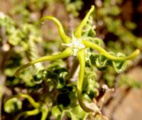Fockea capensis flower