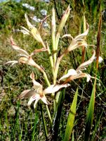 Gladiolus undulatus