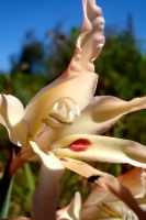 Gladiolus undulatus angled view