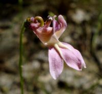 Lobelia coronopifolia flower