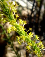 Microdon dubius yellow flowers
