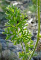 Pelargonium myrrhifolium var. coriandrifolium leaf