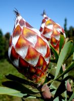 Leucadendron rubrum female cones