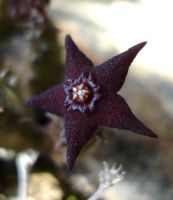 Australluma ubomboensis flower