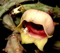 Orbea conjuncta flower