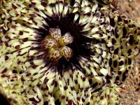 Huernia hystrix flower