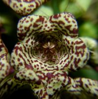 Larryleachia cactiformis flower