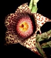Orbea hardyi flower spots and shades