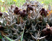 Orbea umbracula stems