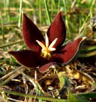 Piaranthus atrosanguineus flower