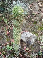 Euphorbia clandestina and acolyte