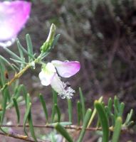 Polygala myrtifolia var. pinifolia pale flower