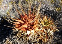 Aloe lineata var. muirii differences in resilience