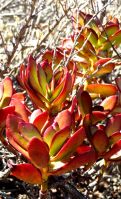Crassula cultrata red leaves