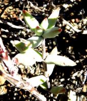 Crassula subaphylla var. subaphylla stem tip