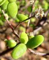 Drosanthemum lique leaves and fruit capsule