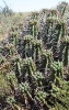 Euphorbia ferox 