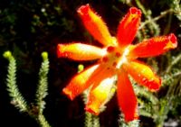 Erica cerinthoides orange-red flowers