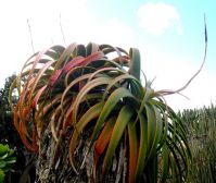 Aloe pluridens